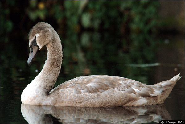 Cygnet Profile